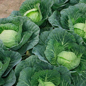 Lxc  y b`{[ z ybg5痱 iTSX|206j ( Lxc̎ )