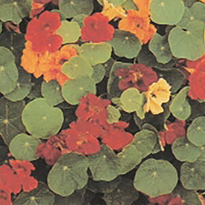 n[u  y iX^`E z  ( n[u̎ )