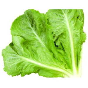 ^X  y  z 1dl ( ^X̎ )