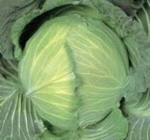 Lxc  y ~nB z ܁i20mlj ( Lxc̎ )