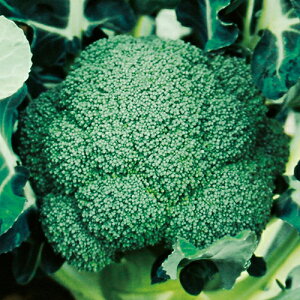 ubR[  y 180 z ybg5痱 ( ubR[̎ )