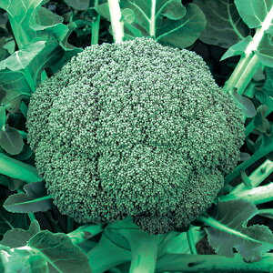 ubR[  y 410 z ybg5痱 ( ubR[̎ )