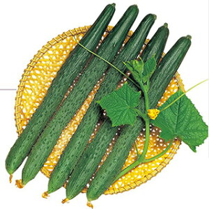 LE  y ɂۂiltnj z 20ml ( LE̎ )