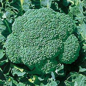 ubR[  y ӗ100 z ybg5痱 ( ubR[̎ )