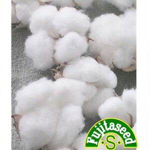 Ȃ̂  y 킽 z  ( Ȃ̂˂̎ )