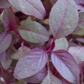 レタス 種 【 サマーレッドリーフ 】 小袋 ( レタスの種 )