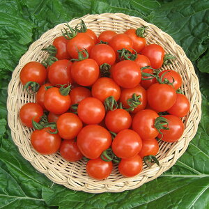 g}g  y ׂɂ z ܁i12j ( g}g̎ )