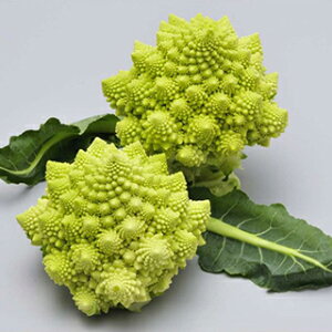 }lXR  y lIXpC z R[g痱 ( }lXR̎ )