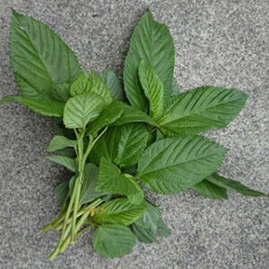 t  y wC z  ( t؂̎ )