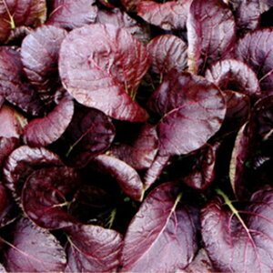   y ԃR}ci BV950 z 1dl ( ؂̎ )