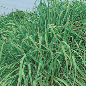 緑肥 種 【 チモシー クライマックス 】 1kg ( 緑肥の種 )