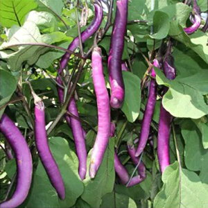 iX  y GM z ܁i20j ( iX̎ )