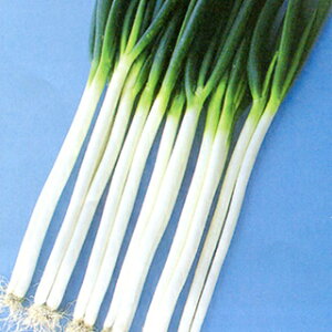 lM  y t삨K z R[g3000 ( lM̎ )