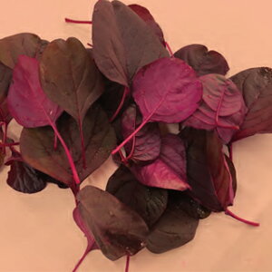 A}TX  y bhxxbg z 1dl ( A}TX̎ )