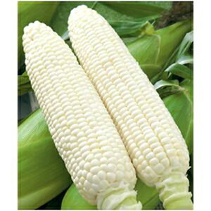 �g�E�����R�V �� �y �z�C�b�v�R�[�� �z 2000�� ( �g�E�����R�V�̎� )