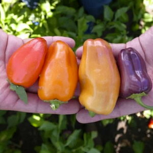 pvJ  y XC[gJIE~j z 100 ( pvJ̎ )