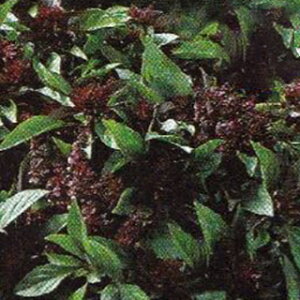 n[u  y ^CoW z  ( n[u̎ )