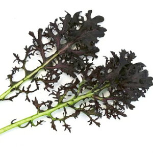 tؗ  y XJ[bgt z 2dl ( tؗނ̎ )