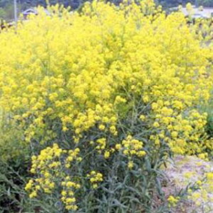 n[u  y EH[h z  ( n[u̎ )