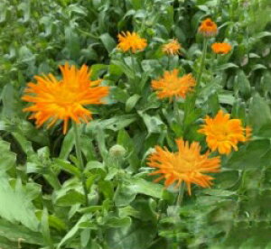 n[u  y Jf2 z  ( n[u̎ )