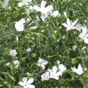 n[u  y tbNX zCg z  ( n[u̎ )