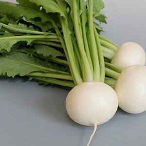 JuiT_EeB[ij  y WbƊÂ z 2000 ( JuiT_EeB[ij̎ )