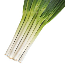 ネギ 種 【 陽春の宴 】 ペレット5千粒 ( ネギの種 )