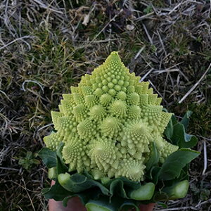 }lXR  y ~PWF z 200 ( }lXR̎ )