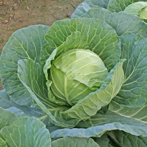 Lxc  y 55iS[S[j{[ z 2500 ( Lxc̎ )