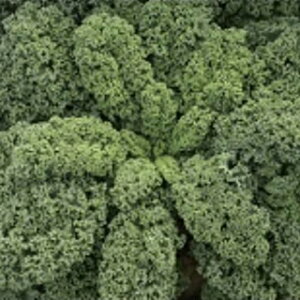 P[  y J[mP[HG z 200 ( P[̎ )