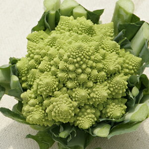 }lXR  y _EB` z L_l200 ( }lXR̎ )