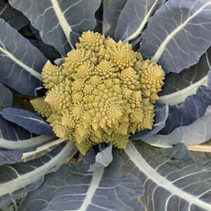 }lXR  y t@G z 200 ( }lXR̎ )