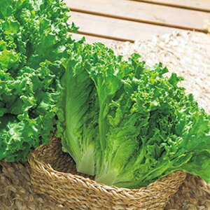 ^X  y O[u[P z ybgL5痱 ( ^X̎ )