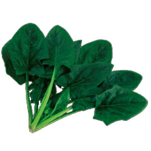 zE\E  y v[Xg11 z  ( zE\E̎ )