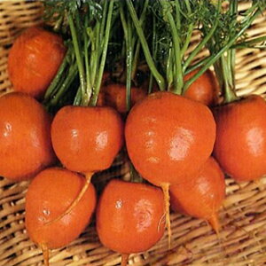 jW  y ~jLbg z  ( jW̎ )