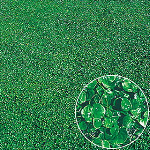 緑肥 種 【 ダイカンドラ 】 500g ( 緑肥の種 )