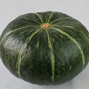 J{`  y 菫RlI z 100 ( J{`̎ )