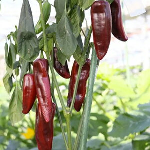 s[}  y s[@uE z ܁i10j ( s[}̎ )