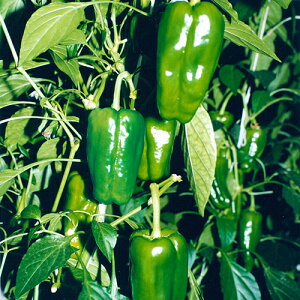 s[}  y ݂ z 100 ( s[}̎ )