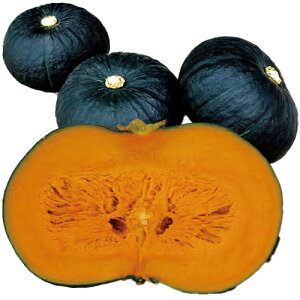 �J�{�`�� �� �y �_�̓m�iNS�|031�j �z 100�� ( �J�{�`���̎� )