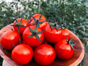 g}g  y ނ z 500 ( g}g̎ )