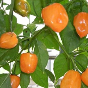 gEKV  y nol@IW z  ( gEKV̎ )