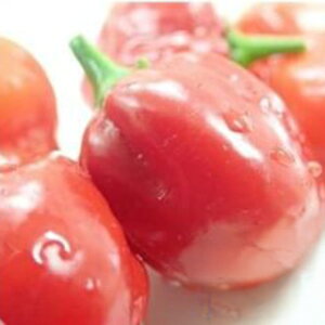 gEKV  y nol@bh2 z  ( gEKV̎ )