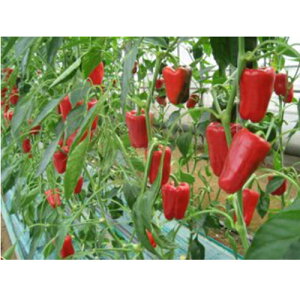 s[}  y L3VOiiԁj z  ( s[}̎ )