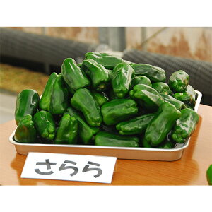 s[}  y  z 500 ( s[}̎ )