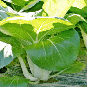 pN`C  y EBEB`C z  ( pN`C̎ )