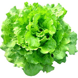 ^X  y nIV z LR[g200 ( ^X̎ )