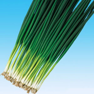 lM  y ܂Ђ z 1L ( lM̎ )