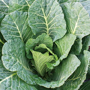 P[  y t傫`P[@GXeEX z 珬 ( P[̎ )