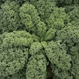 P[  y J[mP[HG z ybg痱 ( P[̎ )